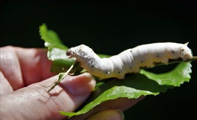 Silkworm-1